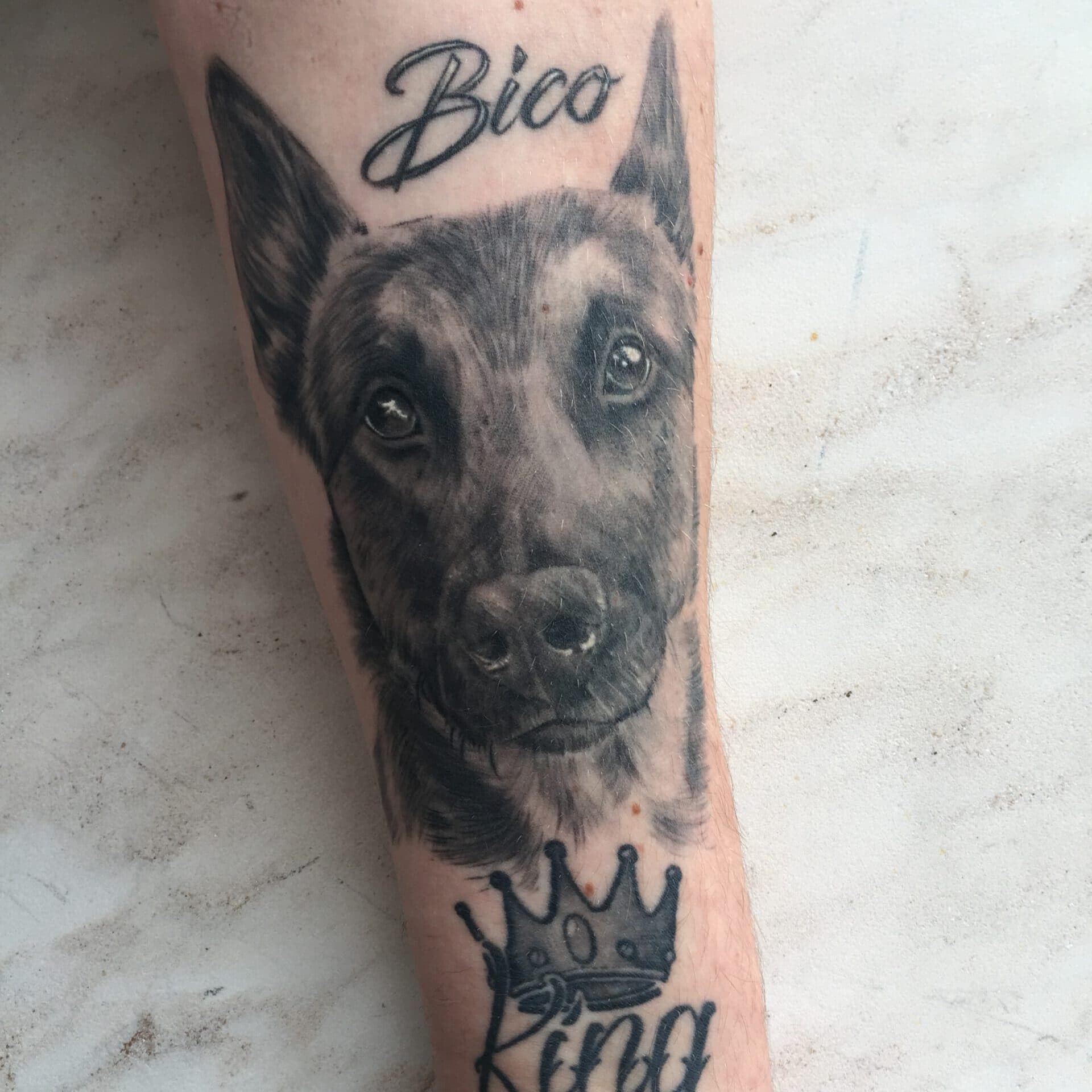 Realistisch portret van een Mechelse herder met naam 'Bico' en kroon 'King'.