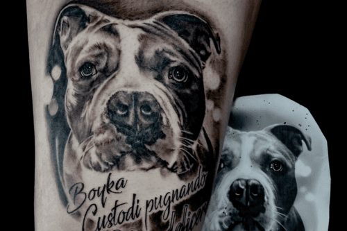 Realistisch portret van een pitbull met de naam 'Boyka' en tekst.
