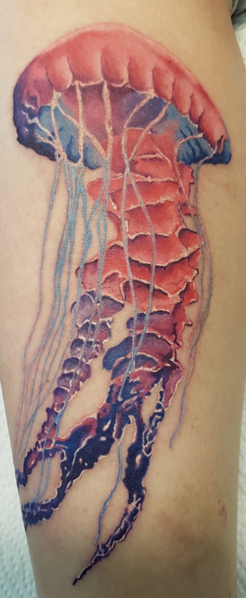 Kleurrijke, illustratieve kwal tattoo op het onderbeen.