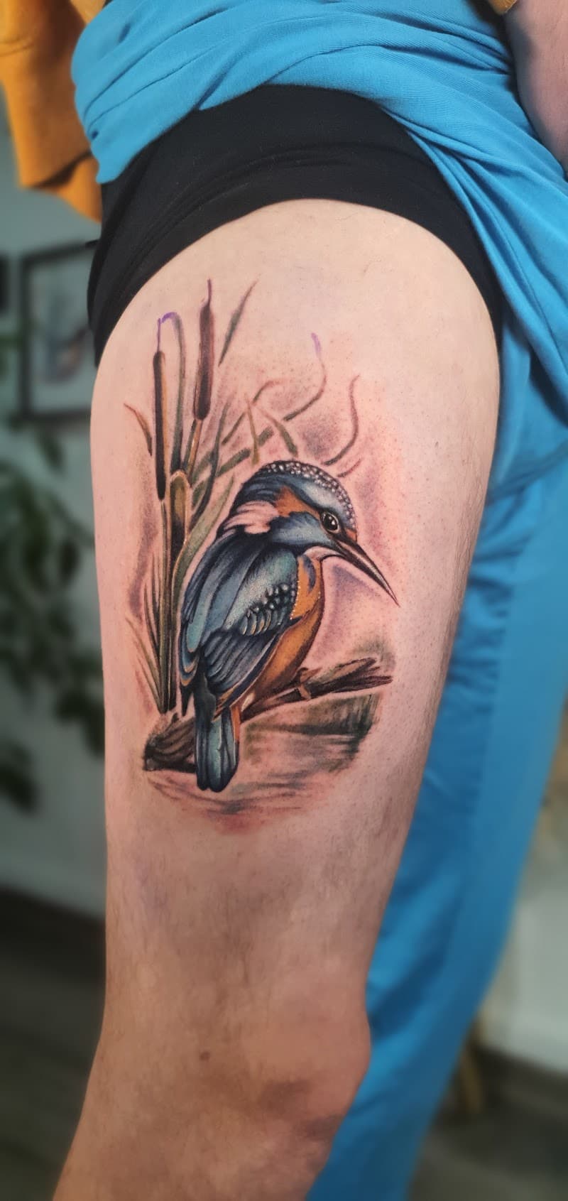 Kleurrijke ijsvogel op een tak met riet op het bovenbeen.