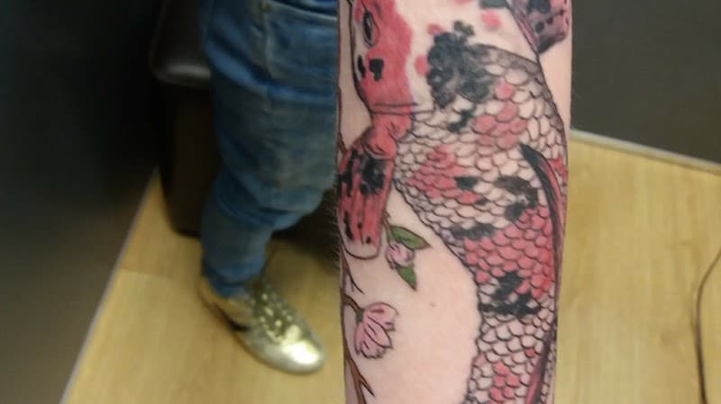 Grote Japanse koi karper met kersenbloesem op onderarm.