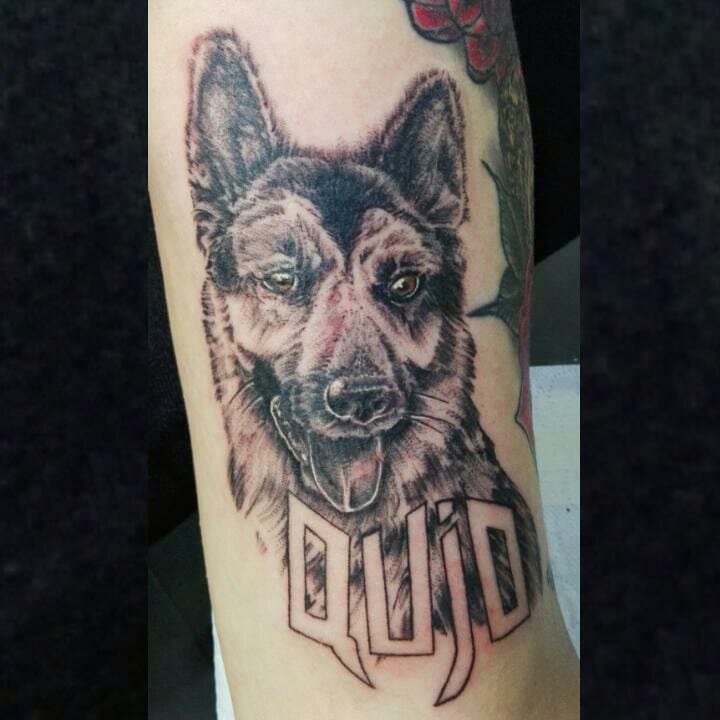 Realistische Duitse herder portret met de naam 'QUIJO' eronder.